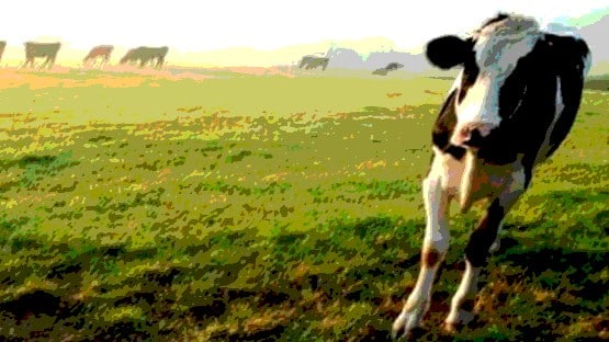 cows farm